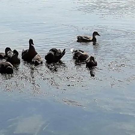 Kamena Kuca Family Rodin *