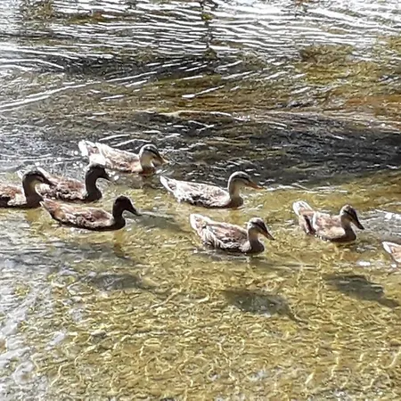 Kamena Kuca Family Rodin شقة كابليينا
